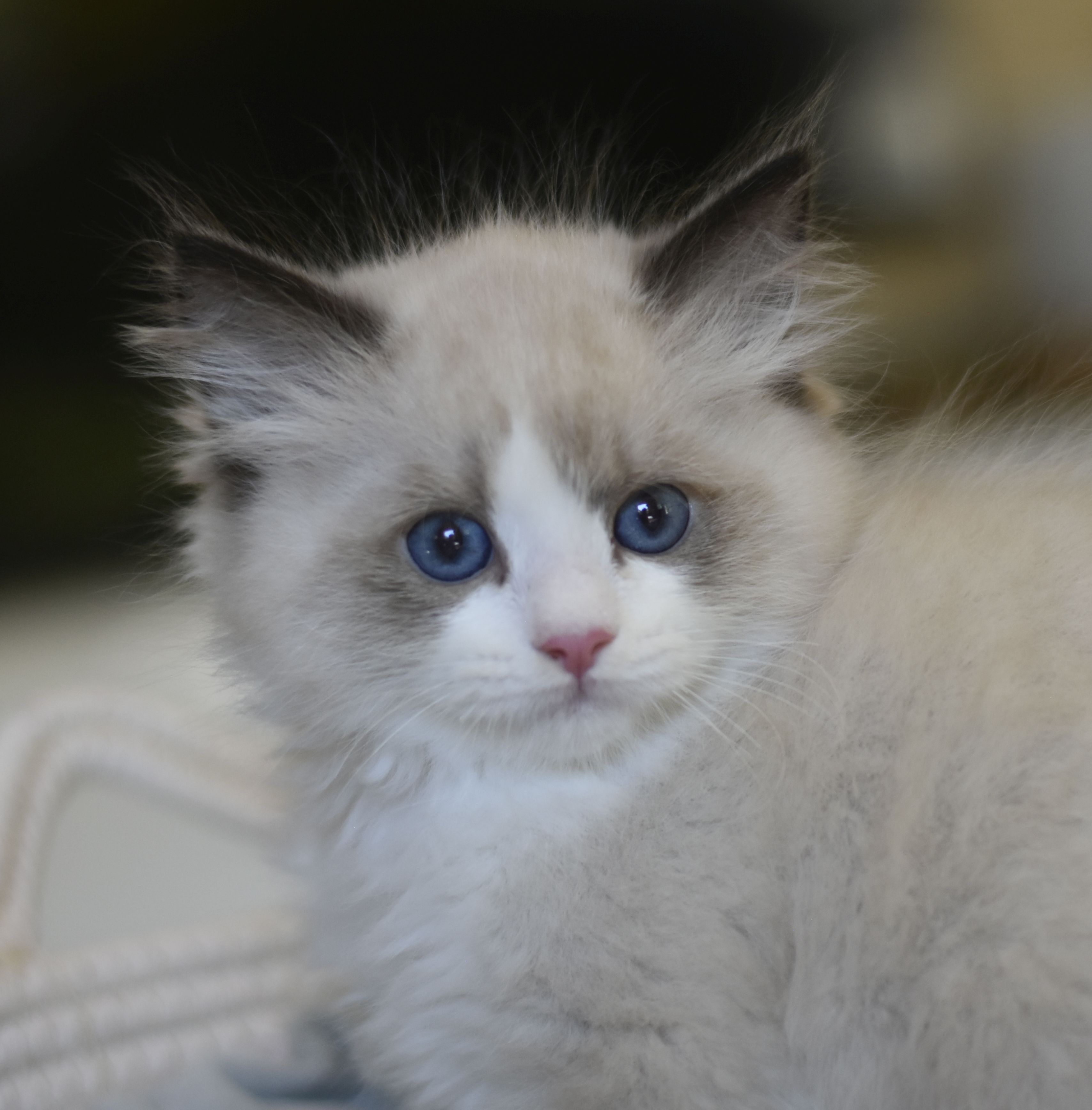 images/AvailableKittens/Harry website.JPG